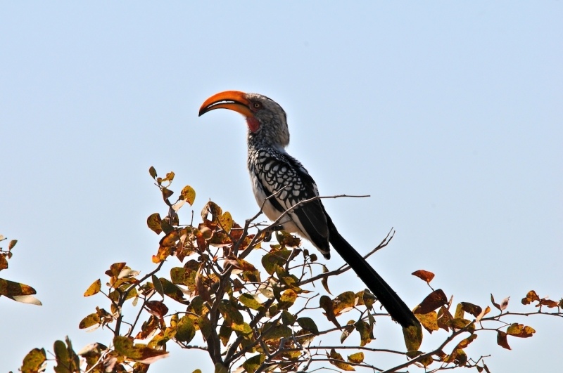 tag-10-12-etosha-0561