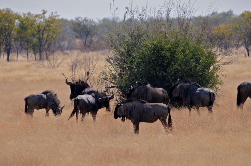tag-10-12-etosha-0562