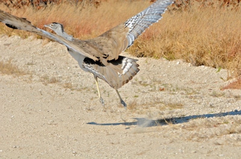 tag-10-12-etosha-0563