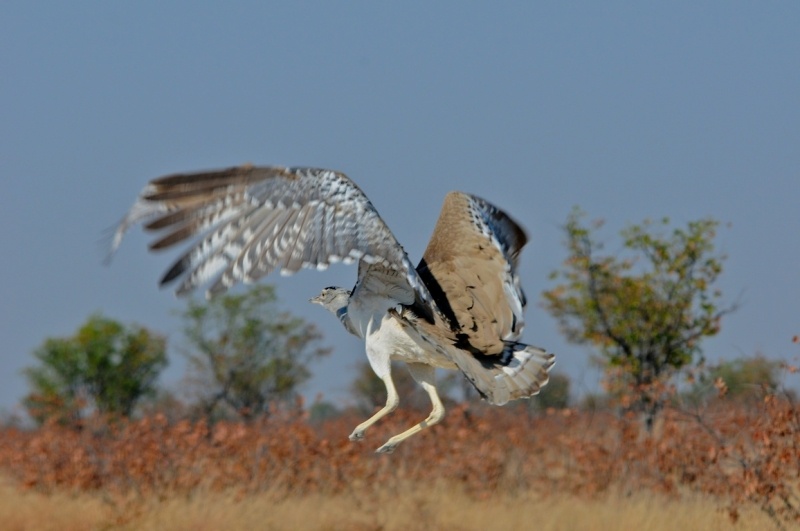 tag-10-12-etosha-0564