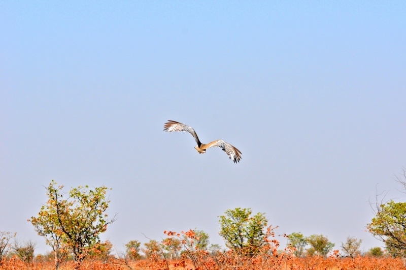 tag-10-12-etosha-0565