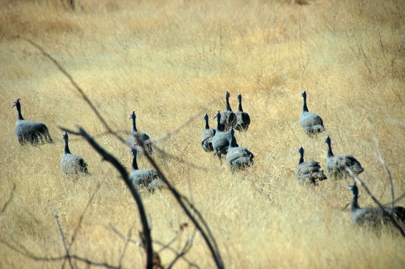 tag-10-12-etosha-0566