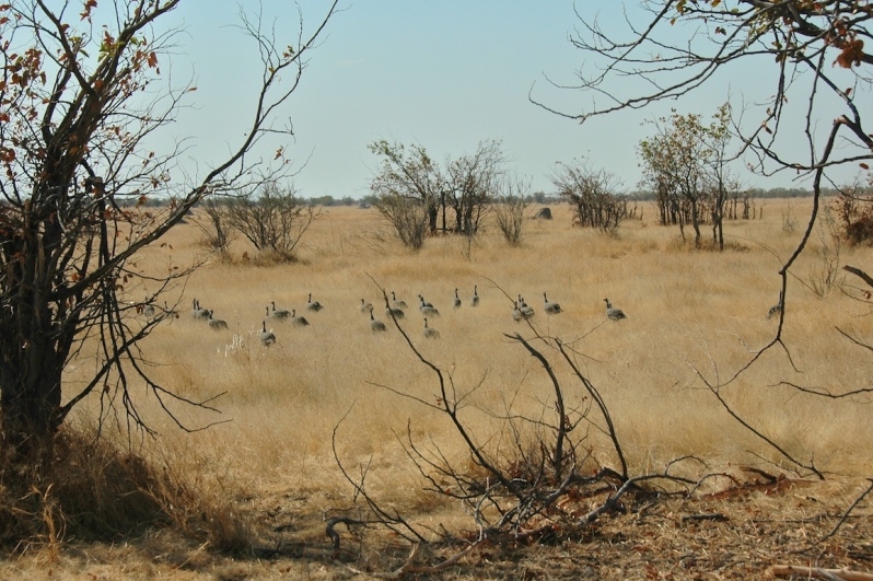 tag-10-12-etosha-0567