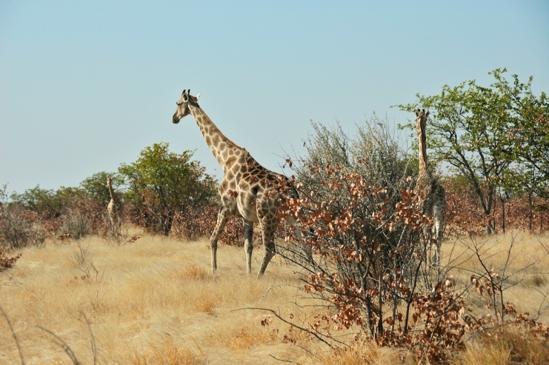 tag-10-12-etosha-0569