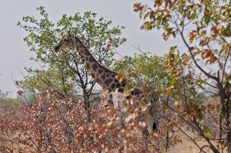 tag-10-12-etosha-0570