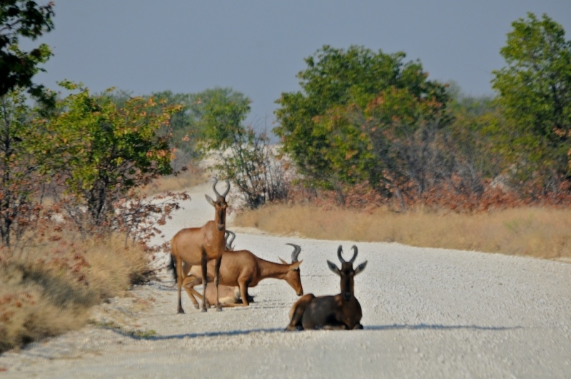 tag-10-12-etosha-0571
