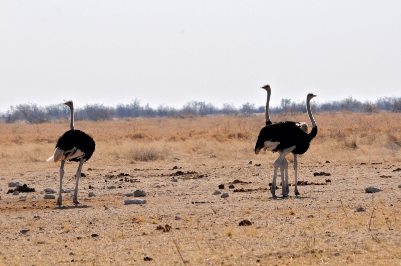 tag-10-12-etosha-0572