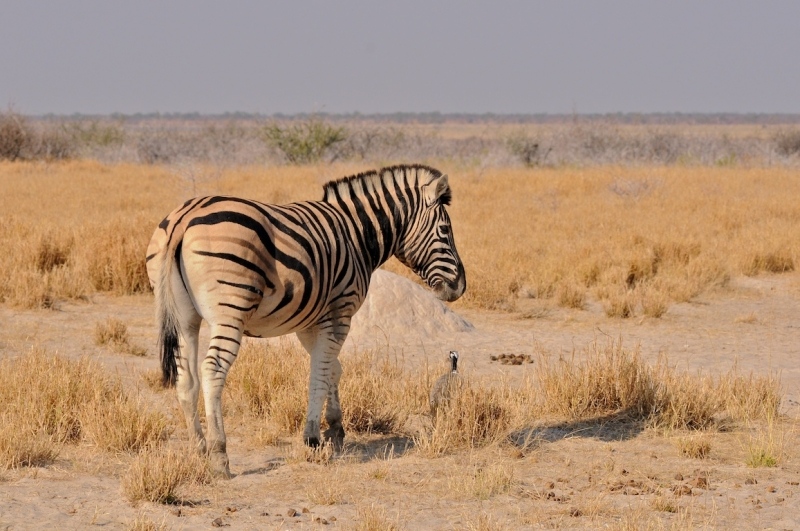 tag-10-12-etosha-0573