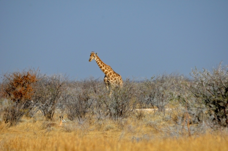 tag-10-12-etosha-0574