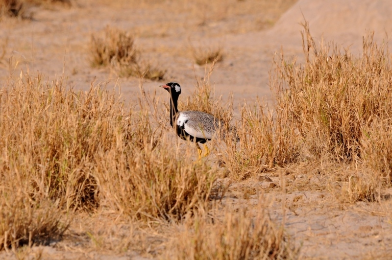 tag-10-12-etosha-0575