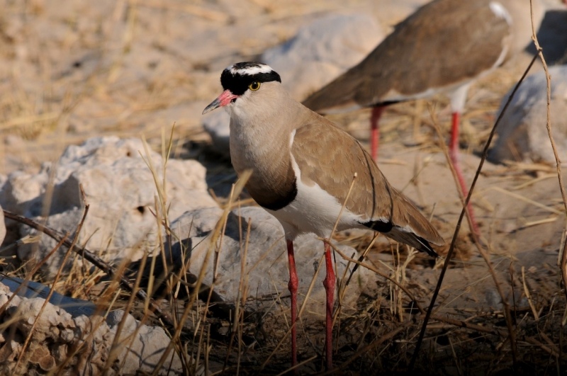 tag-10-12-etosha-0577