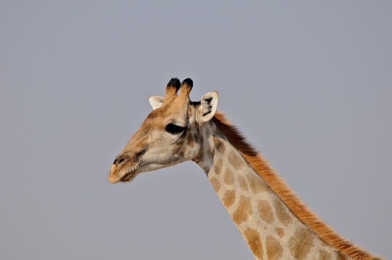 tag-10-12-etosha-0578