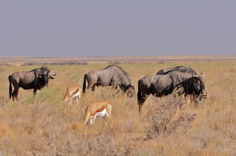 tag-10-12-etosha-0579
