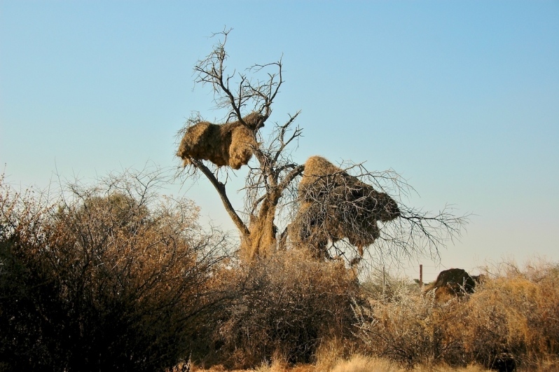 tag-10-12-etosha-0580