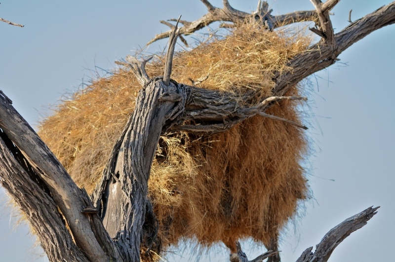 tag-10-12-etosha-0581