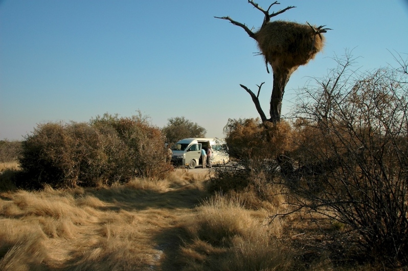 tag-10-12-etosha-0582