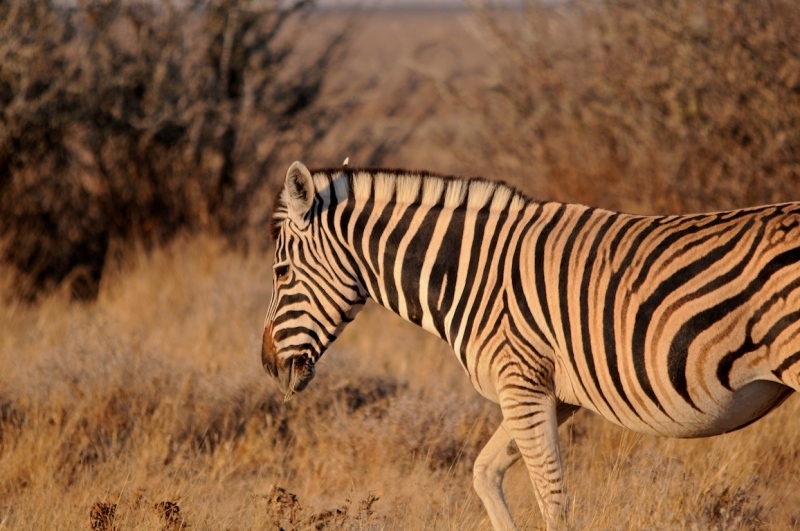 tag-10-12-etosha-0583