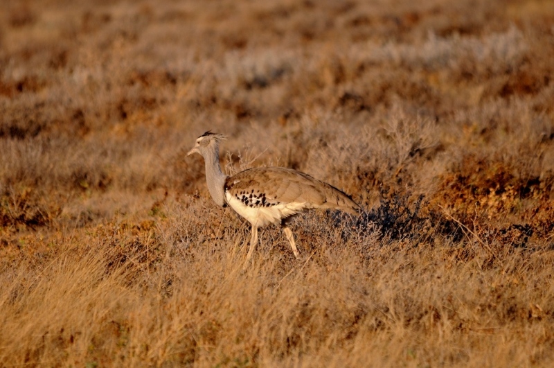 tag-10-12-etosha-0584