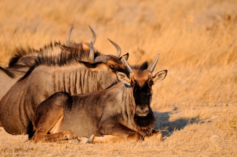 tag-10-12-etosha-0585
