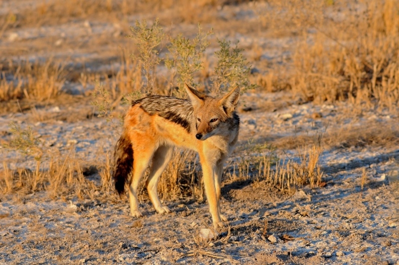 tag-10-12-etosha-0586