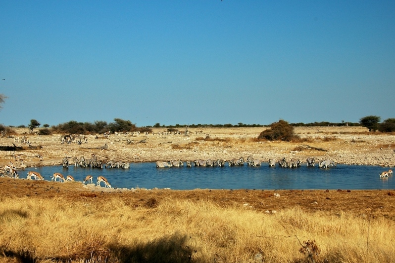 tag-10-12-etosha-0590