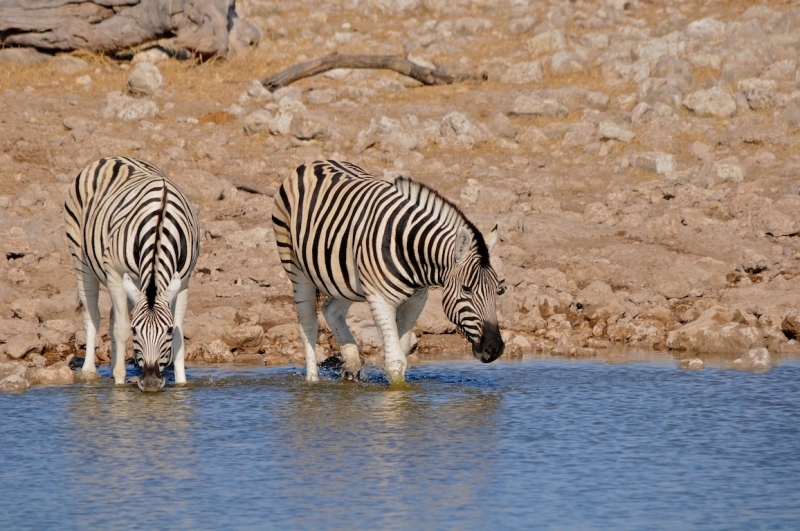 tag-10-12-etosha-0592