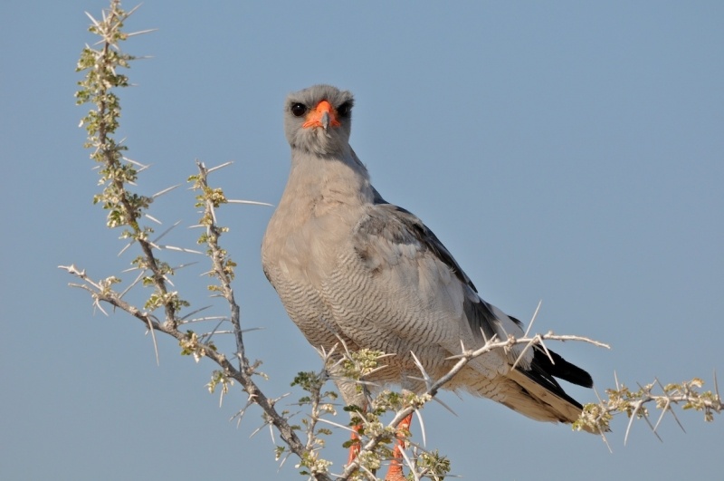 tag-10-12-etosha-0593