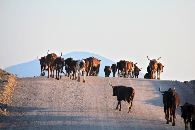 tag-10-12-etosha-136