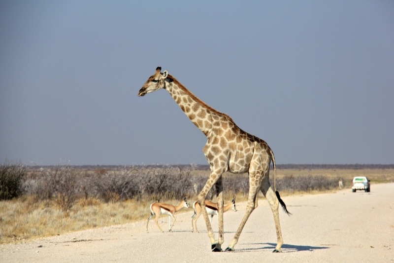 tag-10-12-etosha-138