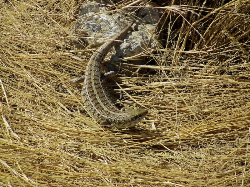 tag-10-12-etosha-146