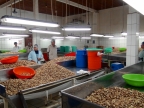 11-riberalta-2267-amazonien-2013