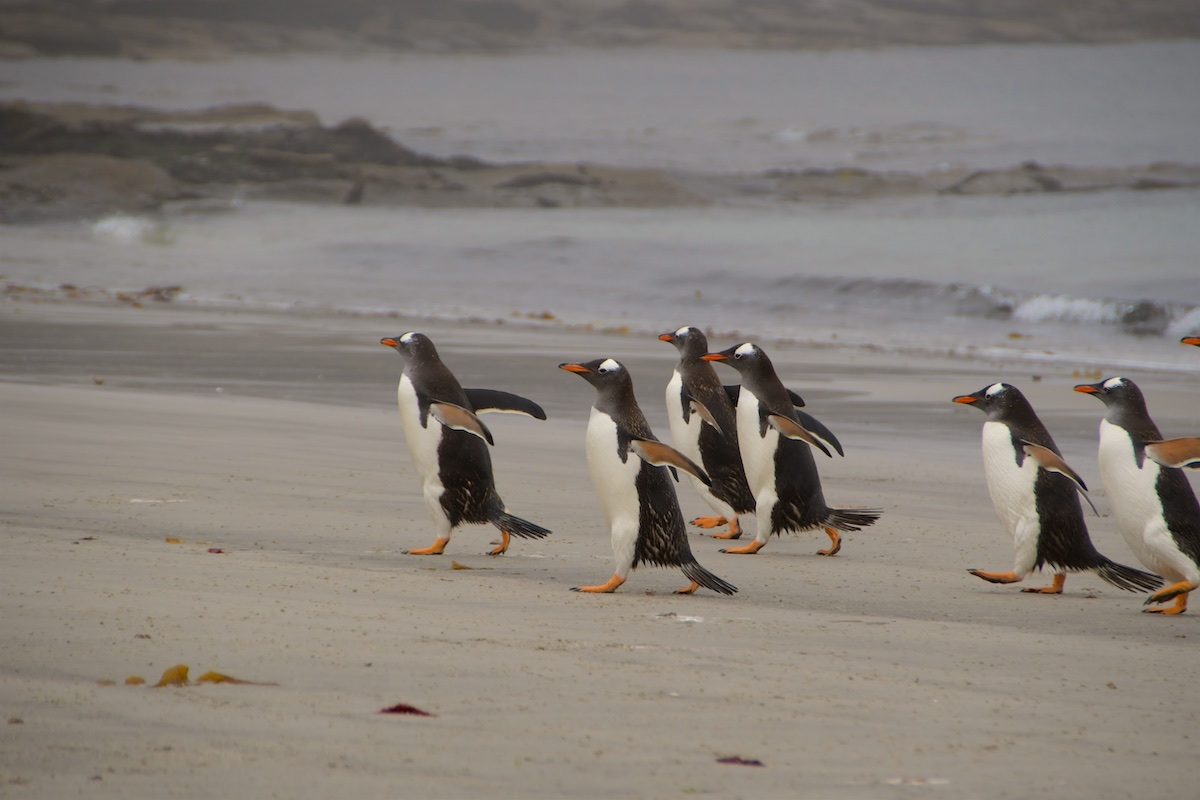 07 Falkland - Sounders Island 014