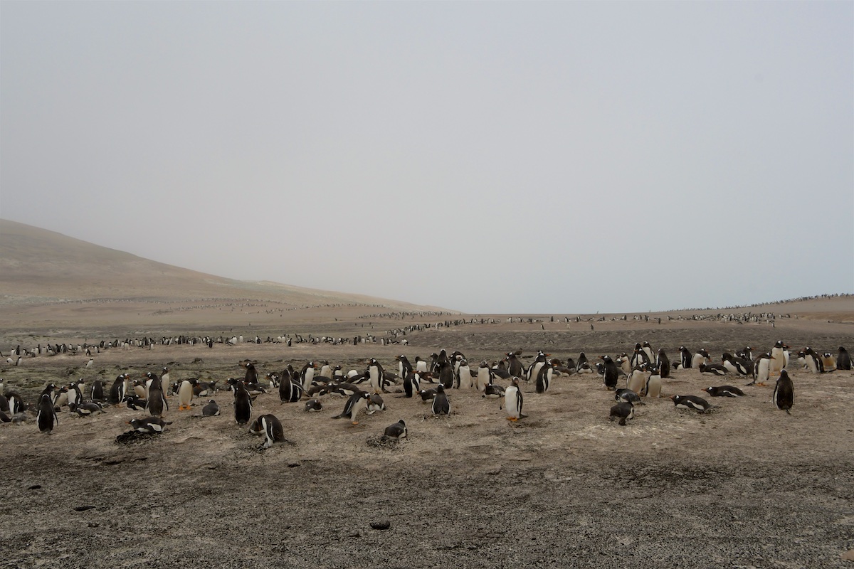 07 Falkland - Sounders Island 016