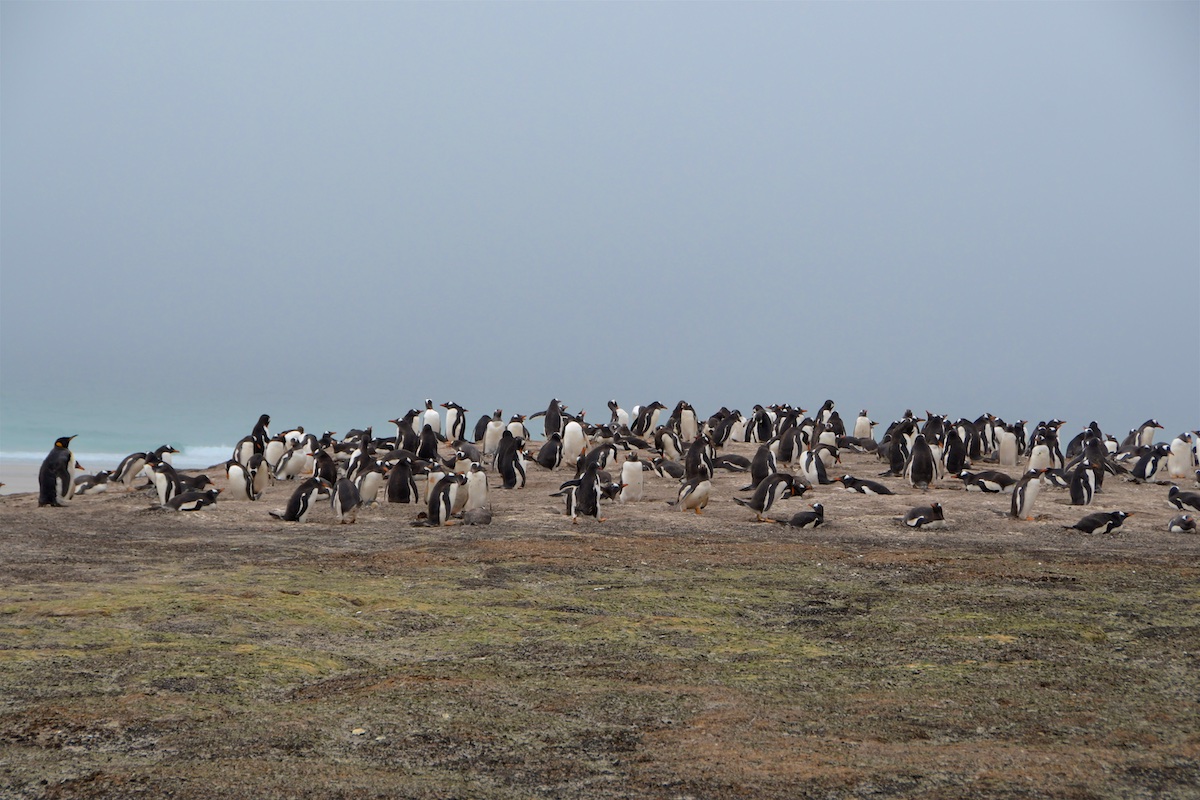 07 Falkland - Sounders Island 029