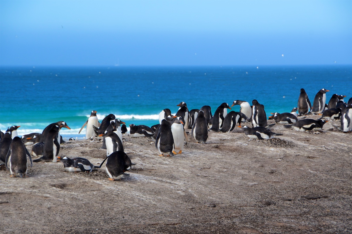 07 Falkland - Sounders Island 090