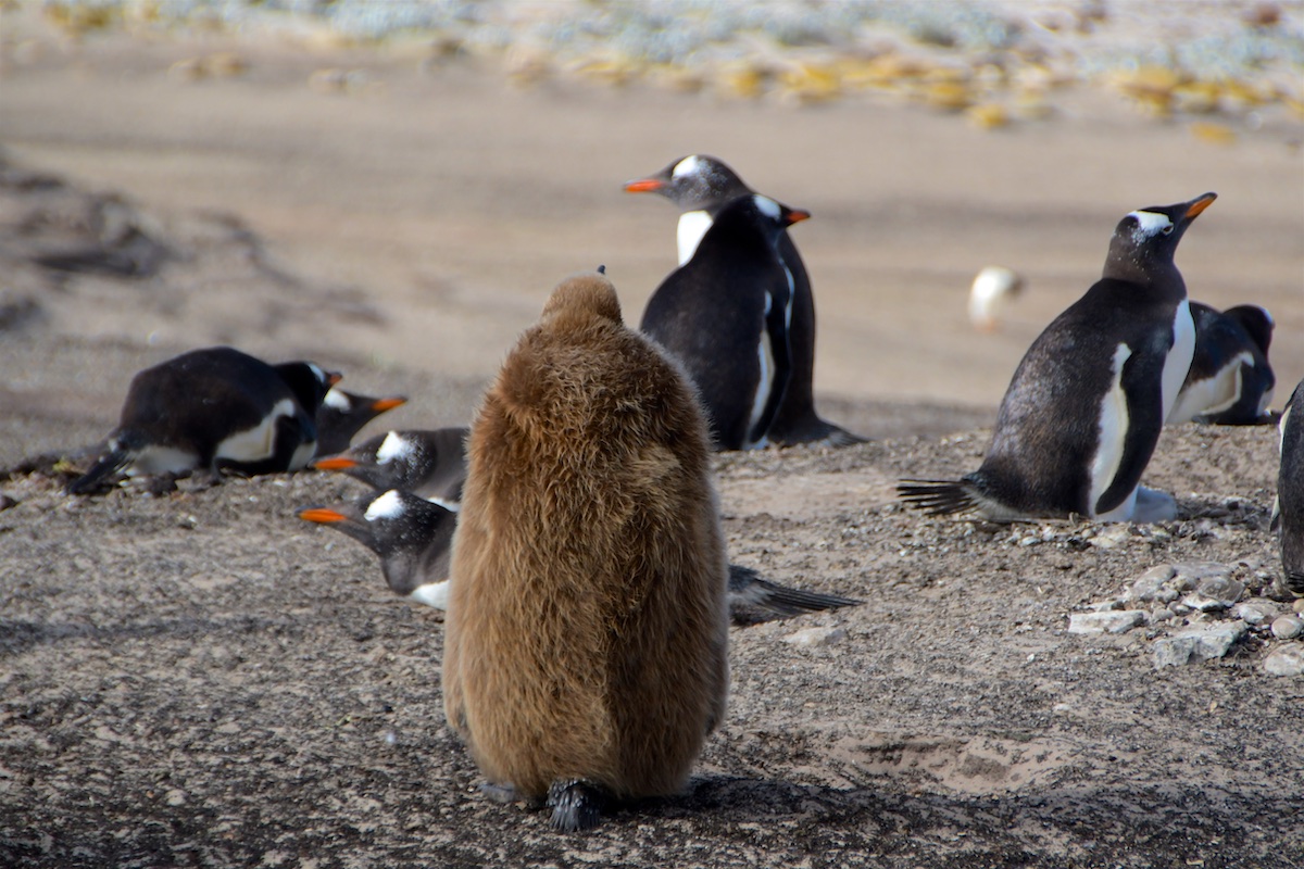07 Falkland - Sounders Island 095