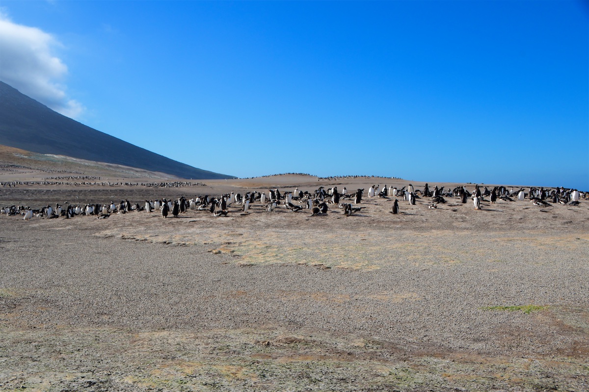 07 Falkland - Sounders Island 123