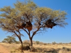 tag-02-namib-0067