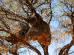 tag-02-namib-0069