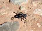 tag-02-namib-0070