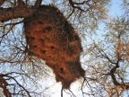 tag-02-namib-0071