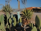 tag-02-namib-0090