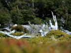 argentinien-2011-2252-fitz-roy