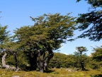 argentinien-2011-2268-fitz-roy