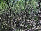 argentinien-2011-2408-huemul