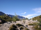 argentinien-2011-2420-huemul