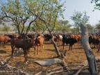 tag-09-himba-0462