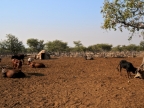 tag-09-himba-0463