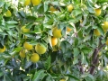 Griechenland 2017 Kreta - 0258