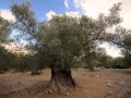 Griechenland 2017 Kreta - 0611